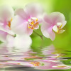 орхидея на воде зелёная